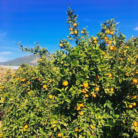 Сезон апельсинов в Турции, лучшие плантации