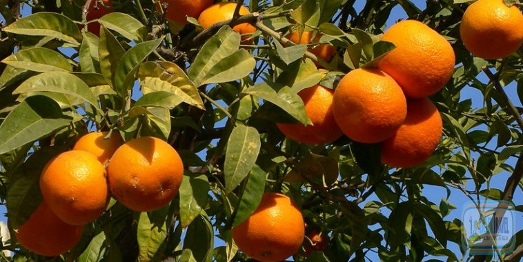 Апельсиновые плантации в Турции