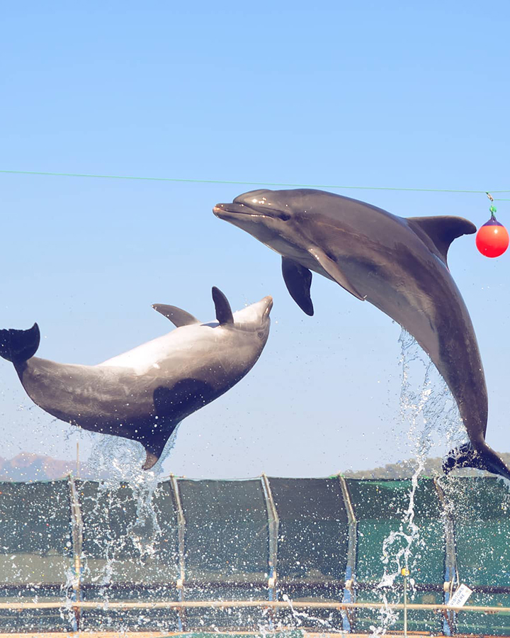 Dolphin Show in Belek