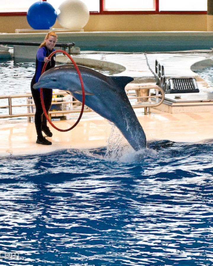 Dolphinarium in Kadriye
