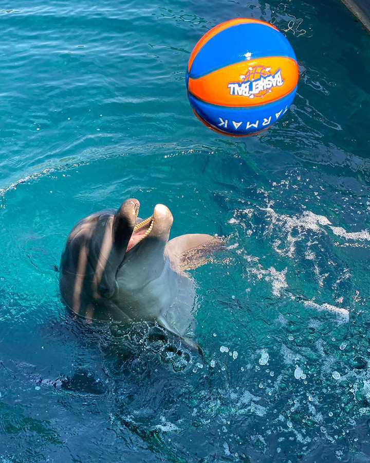 Танец дельфинов из Серик