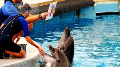 Дельфинарий в Белеке